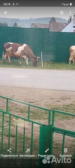 Корова стельная дойная