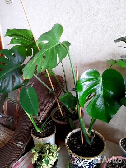 Растения для офиса, кафе, большого дома