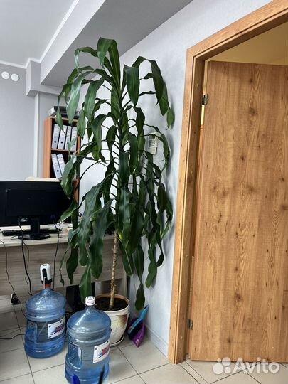 Пальма 2 м с горшком, самовывоз