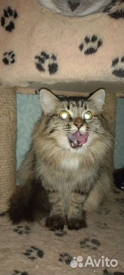 Стерилизованная кошка ищет дом