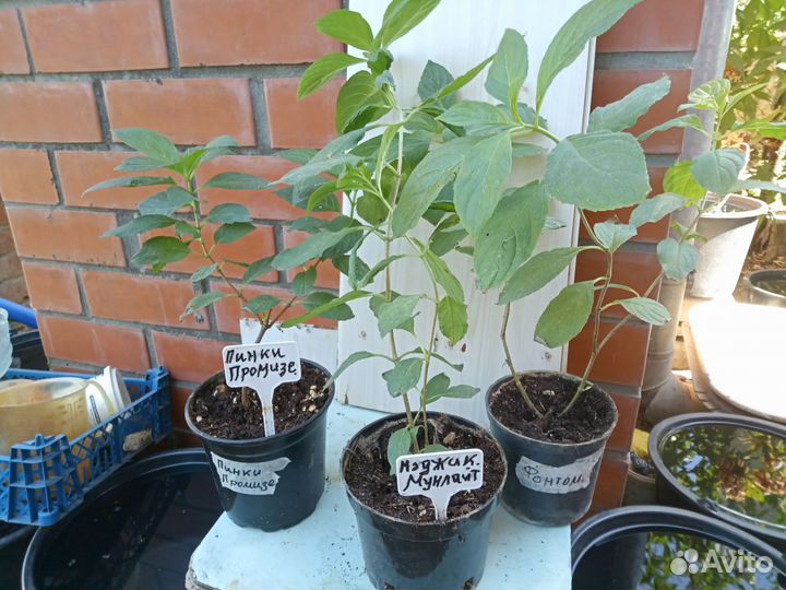 Метельчатые укорененые черенки