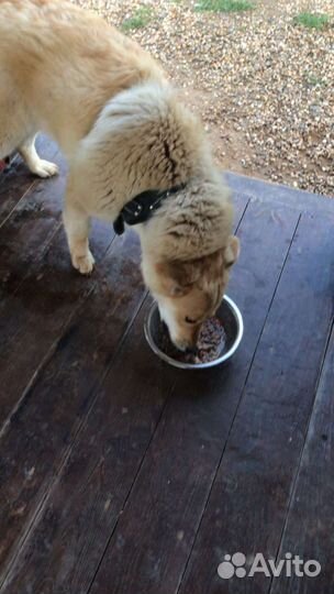 Милаша в добрые руки