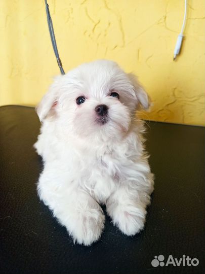 Мальтезе девочки и мальчик