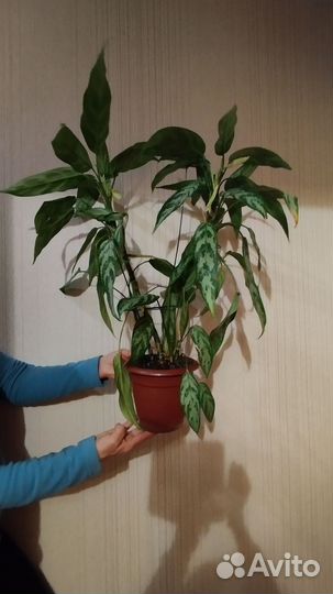 Аглаонема Мария