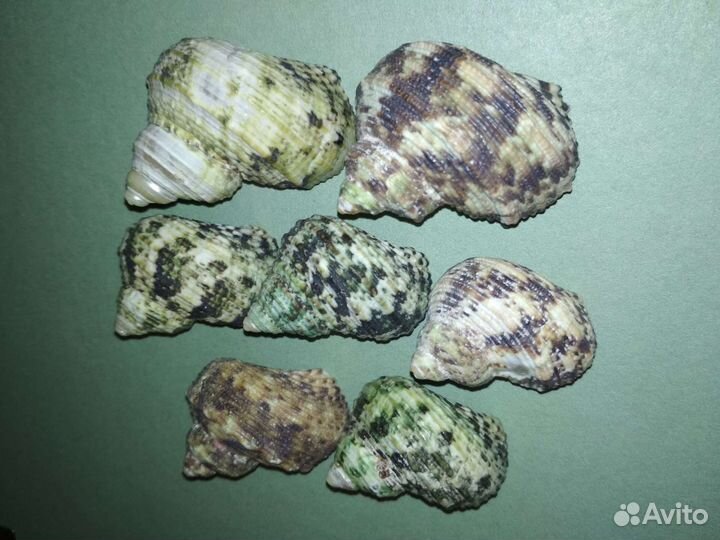 Набор морских ракушек