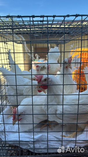 Куры молодки Легорн