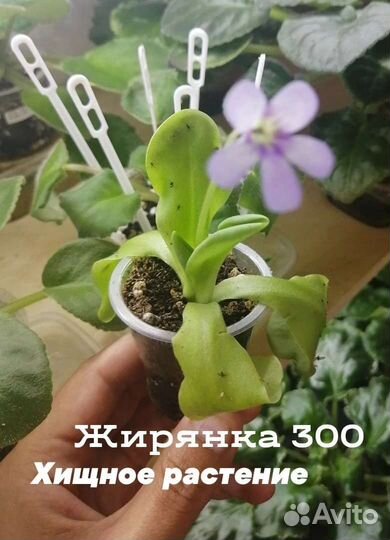 Хищник домашний