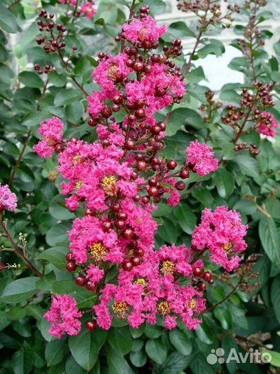 Лагерстремия