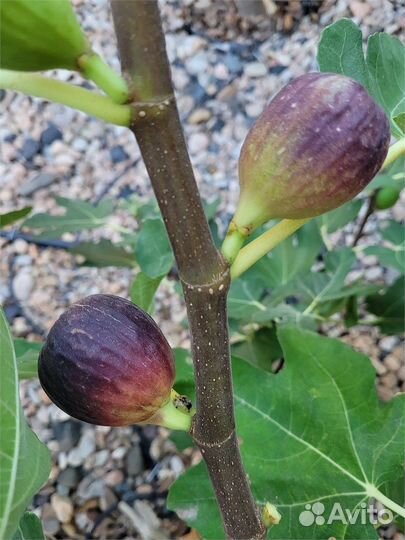 Саженцы инжира для домашнего выращивания