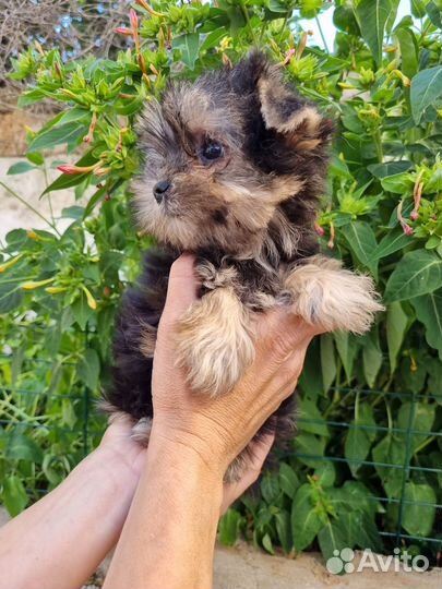 Мини йорк девочка