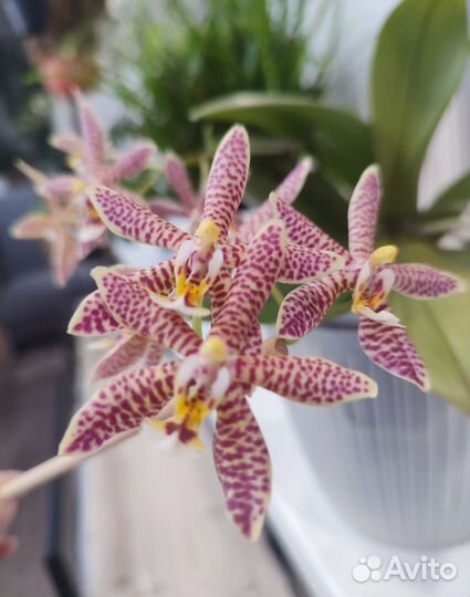 Phal. Bronze Maiden (Phal. Schillmann) орхидея