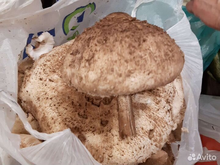 Продам грибы зонтики