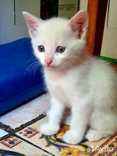Котенок белый 2 месяца