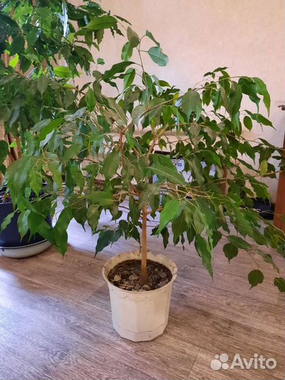 Бенджамина, Гибискус, Цисус