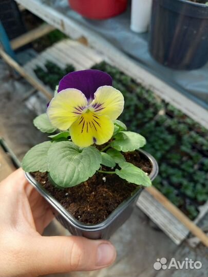 Рассада цветов