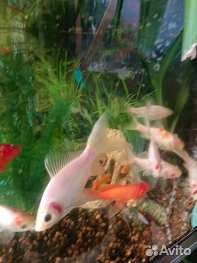 Золотая рыбка