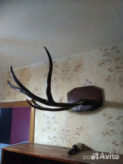 Рога оленя