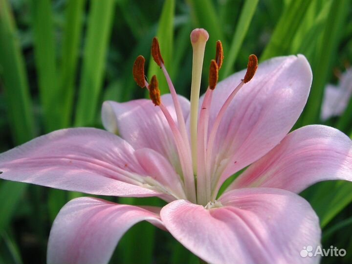 Луковицы лилии оптом Rozellas Dream
