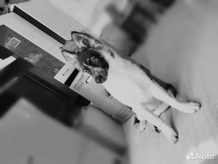 Девочка метис хаски