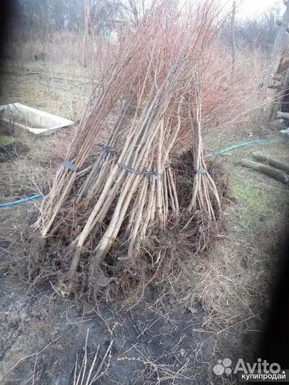 Туя,ель,елка,береза,липа итд