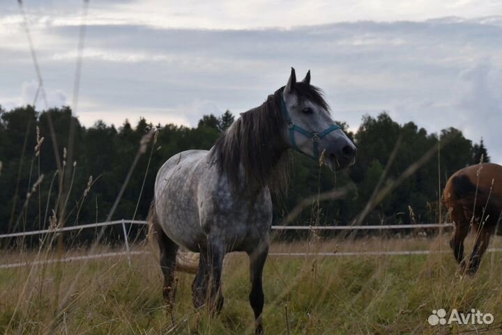 Услуги фотографа-анималиста