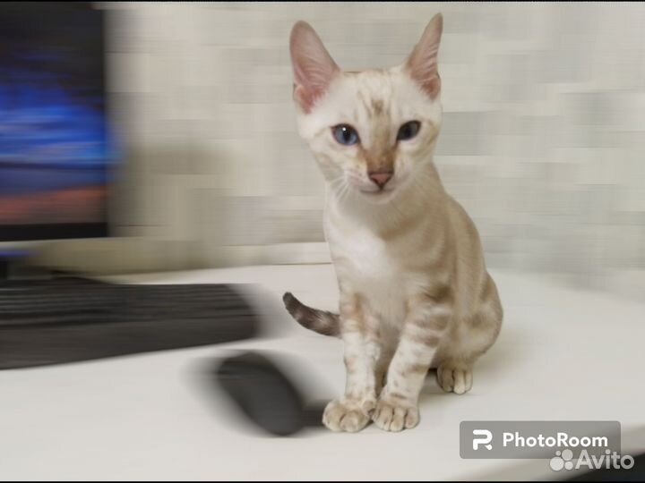 Бенгальский снежный котенок с документами