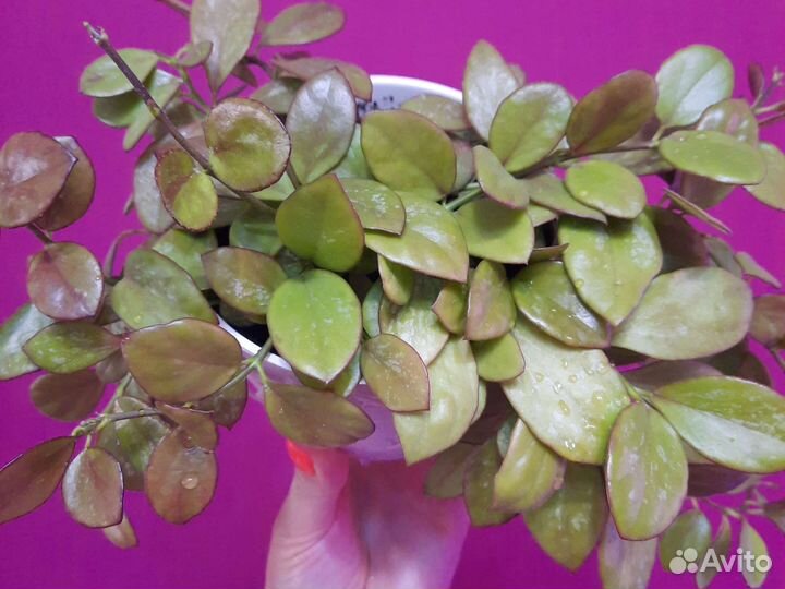 Хойя разные сорта