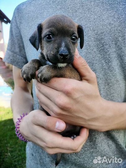 Щенки ксолоитцкуинтли