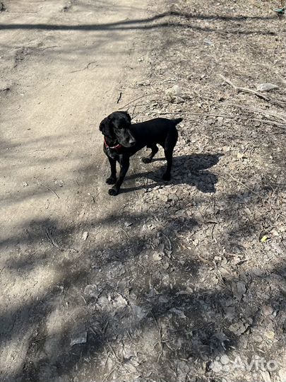 Вязка русский спаниель