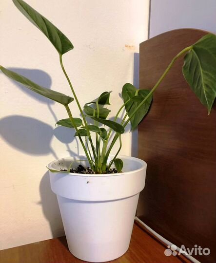 Антуриум Красный, Педилантус, Монстера