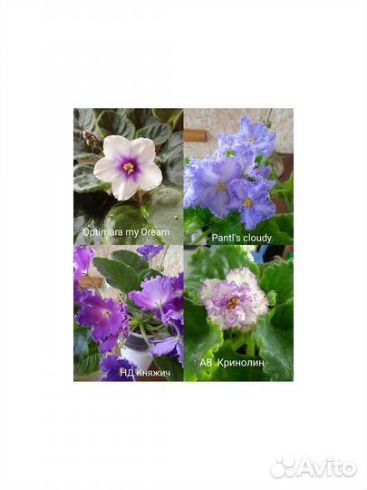 Фиалки,срез,стартеры,детки, цветущие