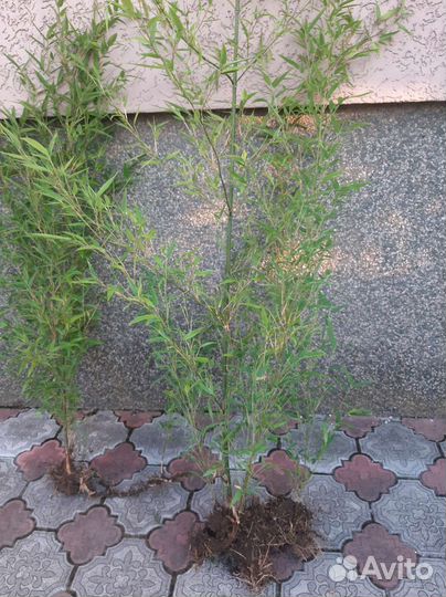 Растения