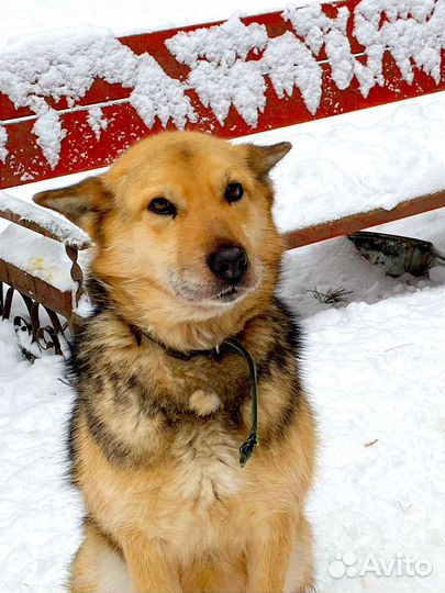 Собака Мурсенька бесплатно