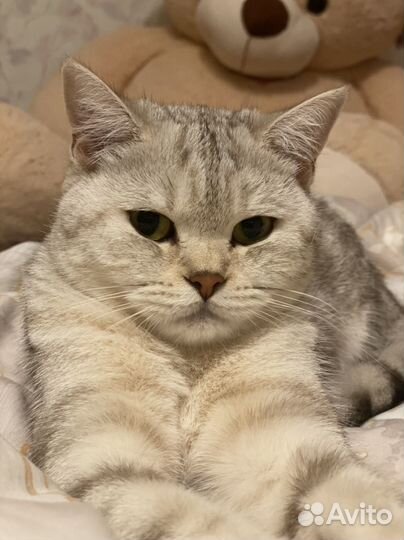 Шотландская прямоухая кошка