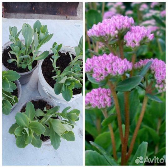 Многолетники