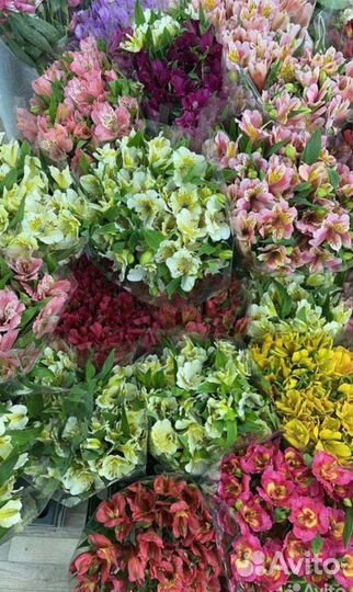 Альстромерия Оптом