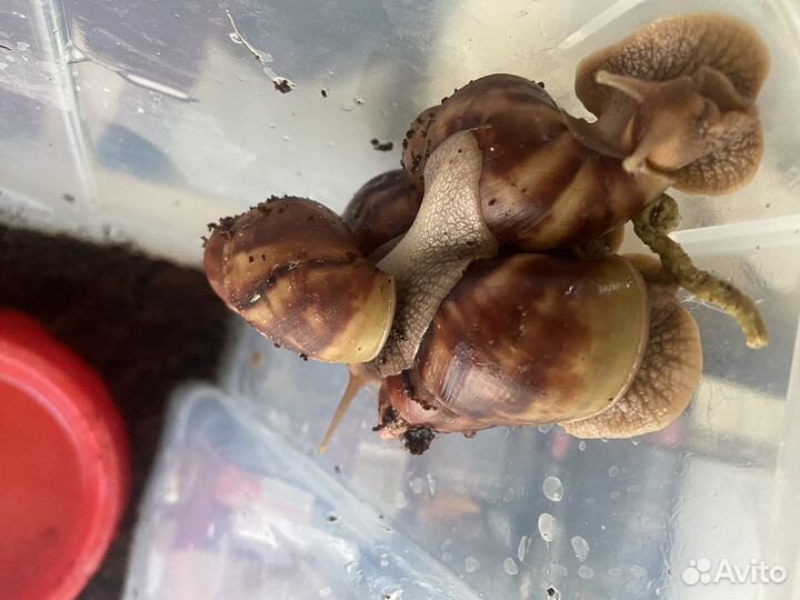 Улитки ахатины