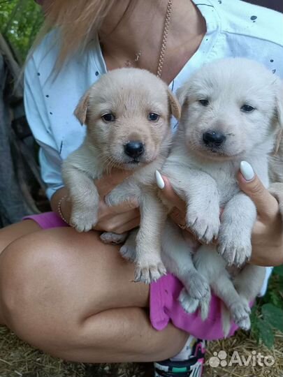 Щенки в добрые руки