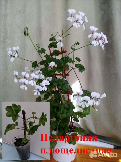 Комнатные цветы