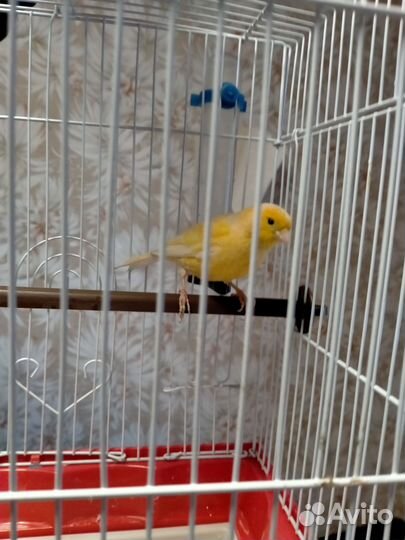 Канарейки самец