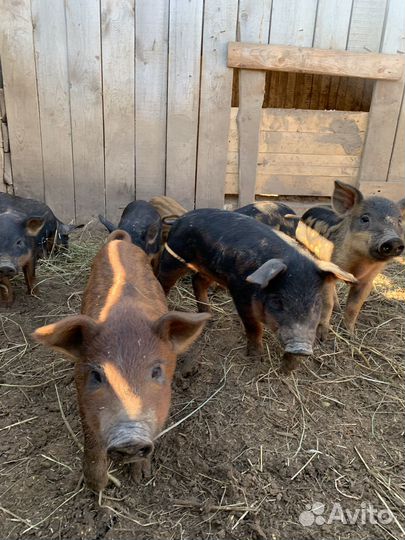 Поросята венгерской мангалицы