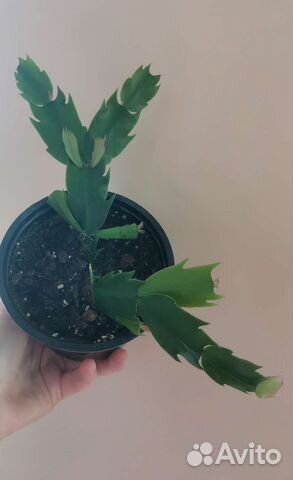 Декабрист шлюмбергера белый