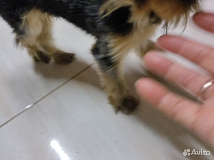 Йоркширский терьер мини