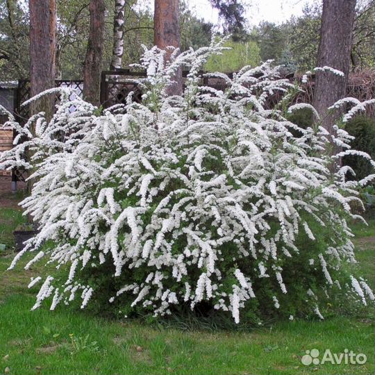 Спирея Грефшейм