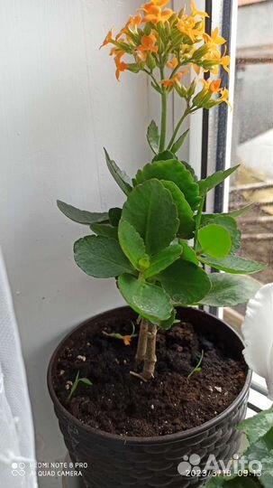 Комнатные цветы