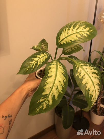 Диффенбахия