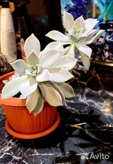 Граптопеталум парагвайский (суккулент)