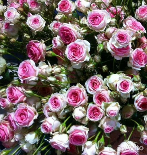 Саженцы розы спрей мими эден принимаю заказы