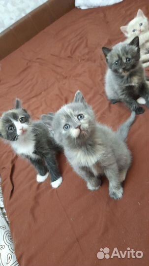 Котята в добрые руки