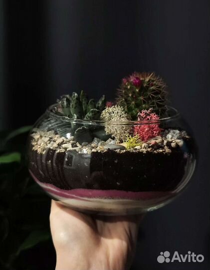 Флорариум суккуленты